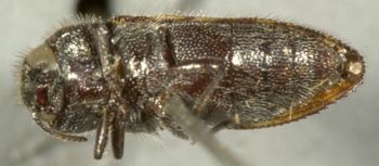 Media type: image;   Entomology 2731 Aspect: habitus ventral view